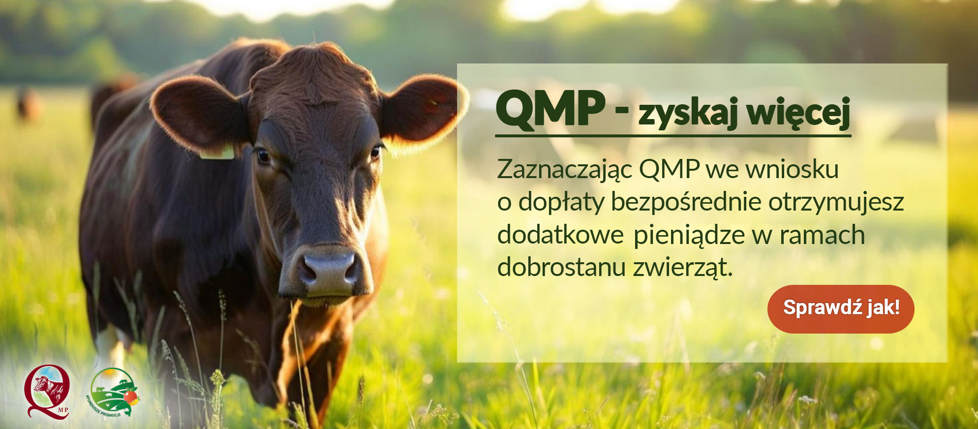 Ekoschemat „Dobrostan zwierząt”Dodatkowe pieniądze dla hodowców bydła z QMP – tylko do 16 czerwca!