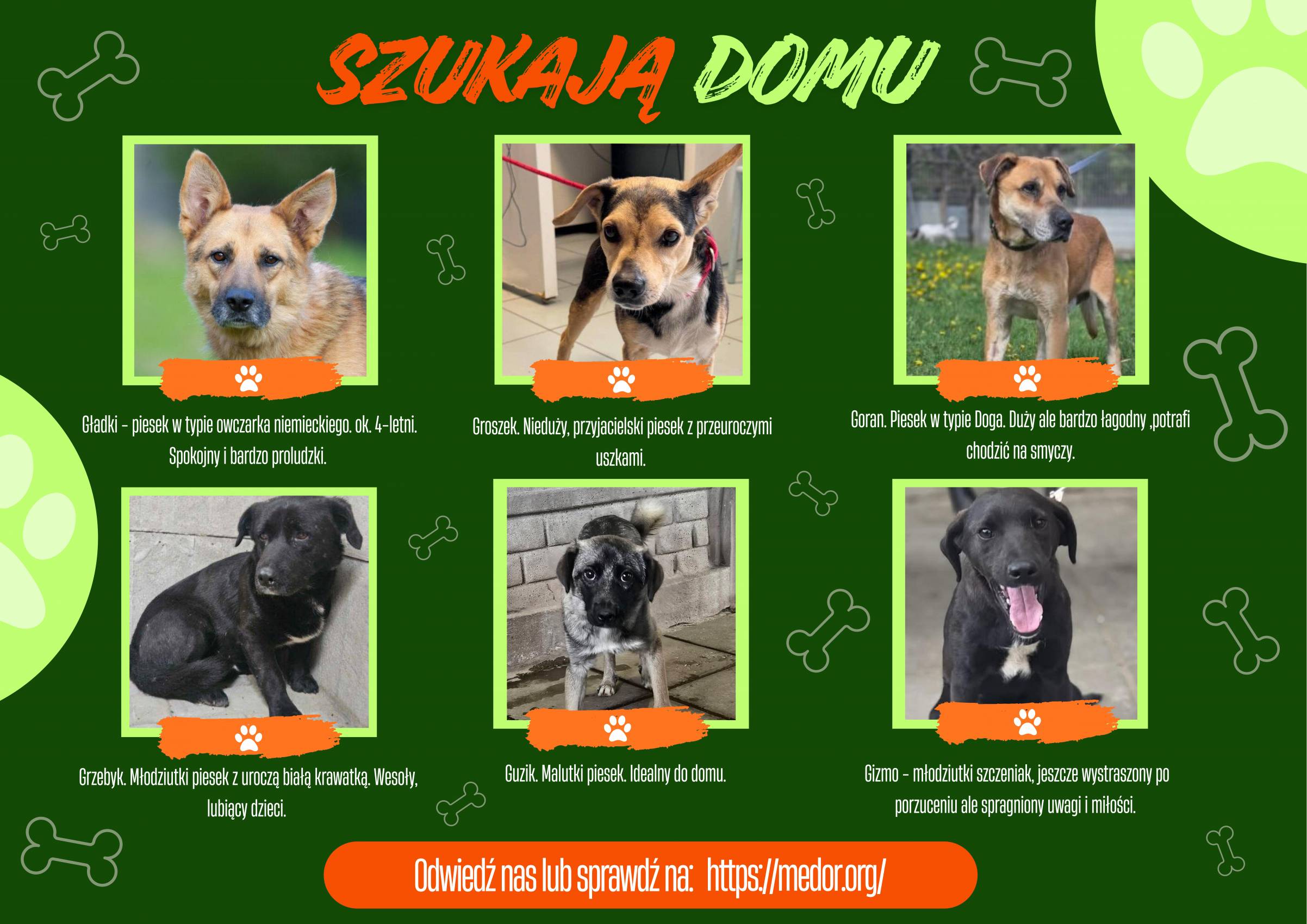 Zapraszamy do adopcji