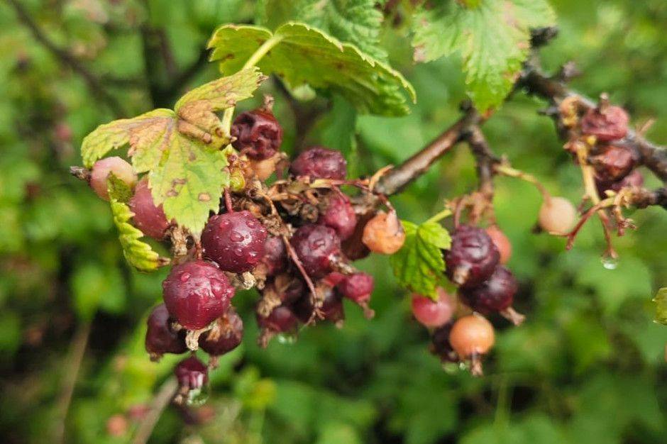 Wysokie temperatury zniszczyły uprawy? Zgłoś straty – termin tylko do 15 lipca!