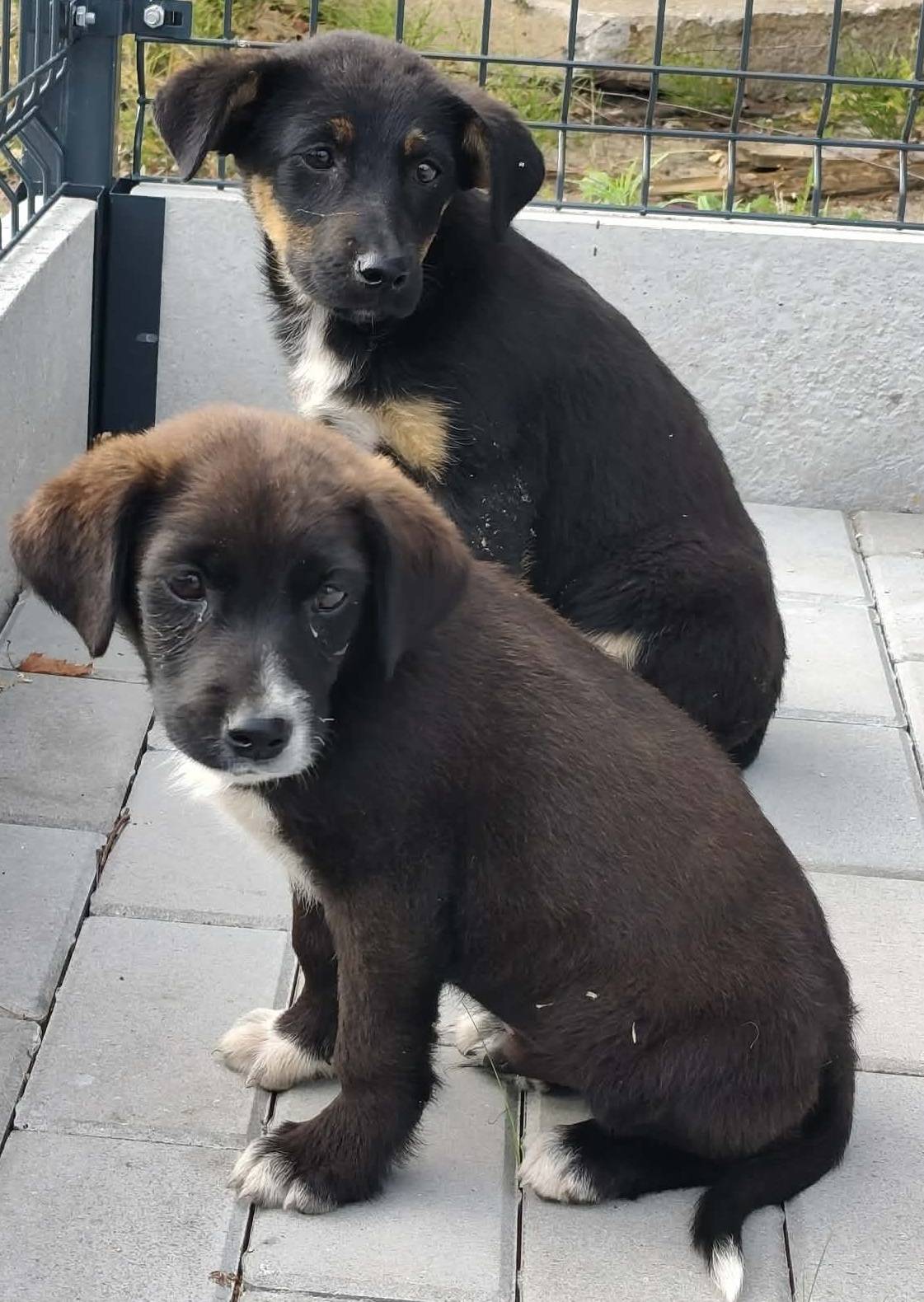Szczeniaki do adopcji!