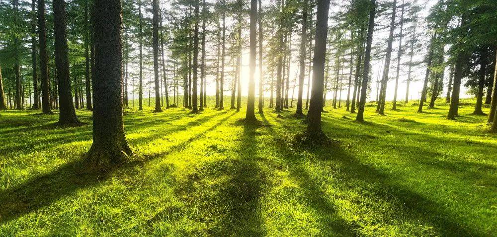 Wyłożenie uproszczonych planów urządzenia lasów na terenie Gminy Grabów