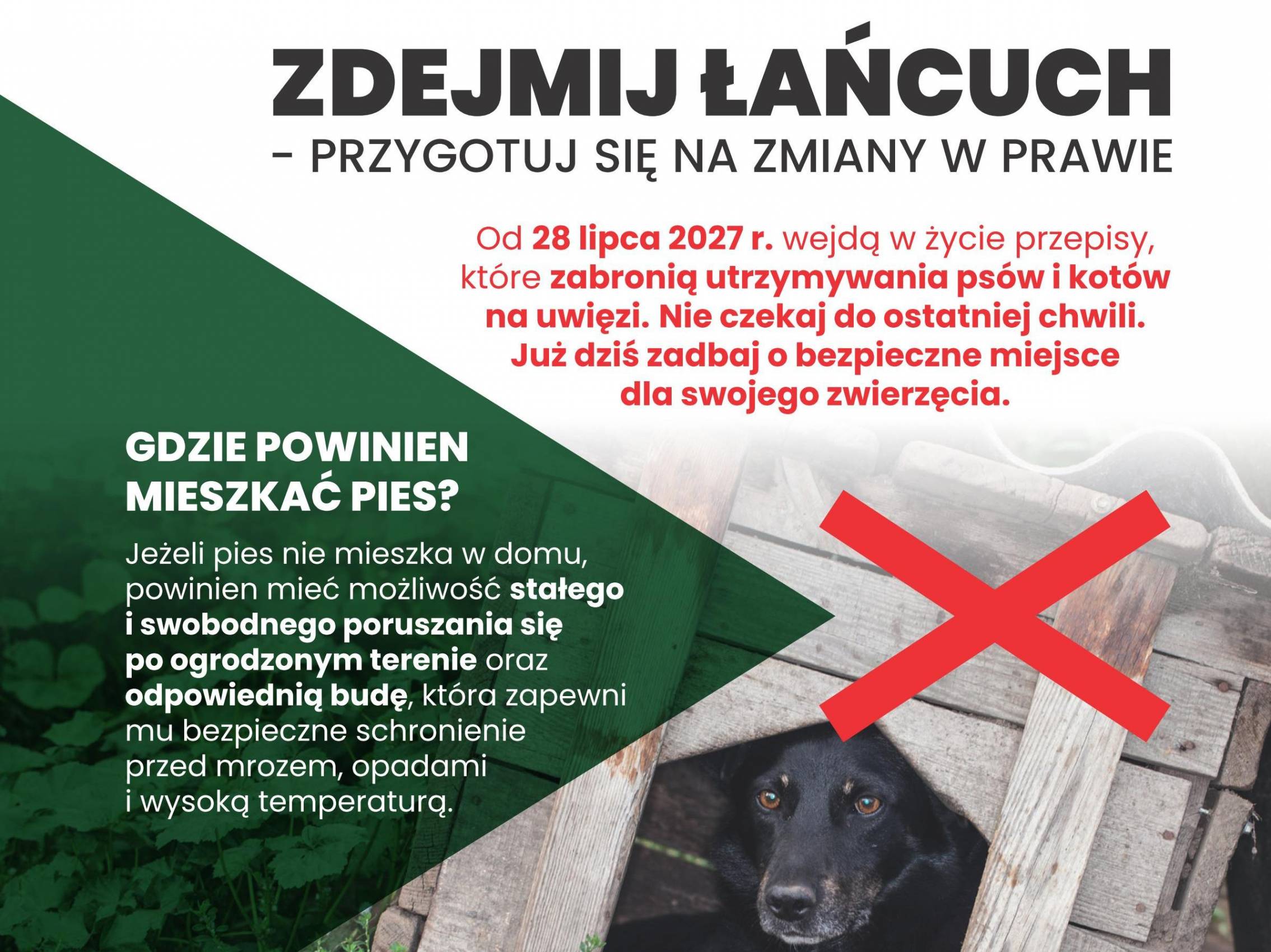 Nowe przepisy dotyczące psów i kotów