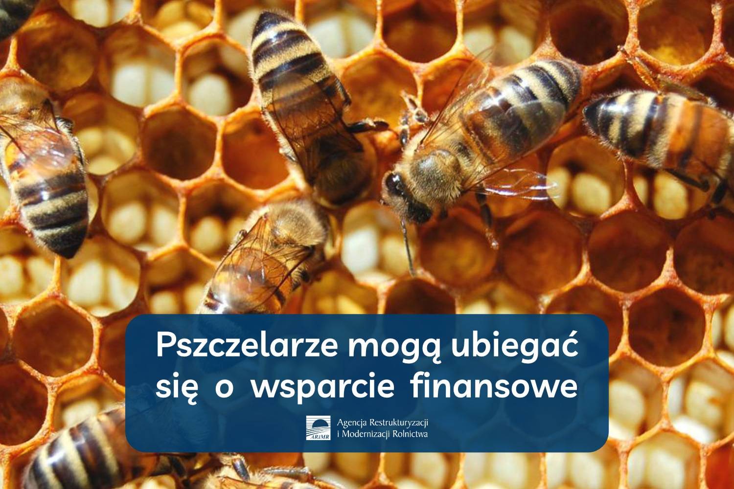 Pszczelarze-mog-ju-ubiega-si-o-dodatkowe-rodki-finansowe