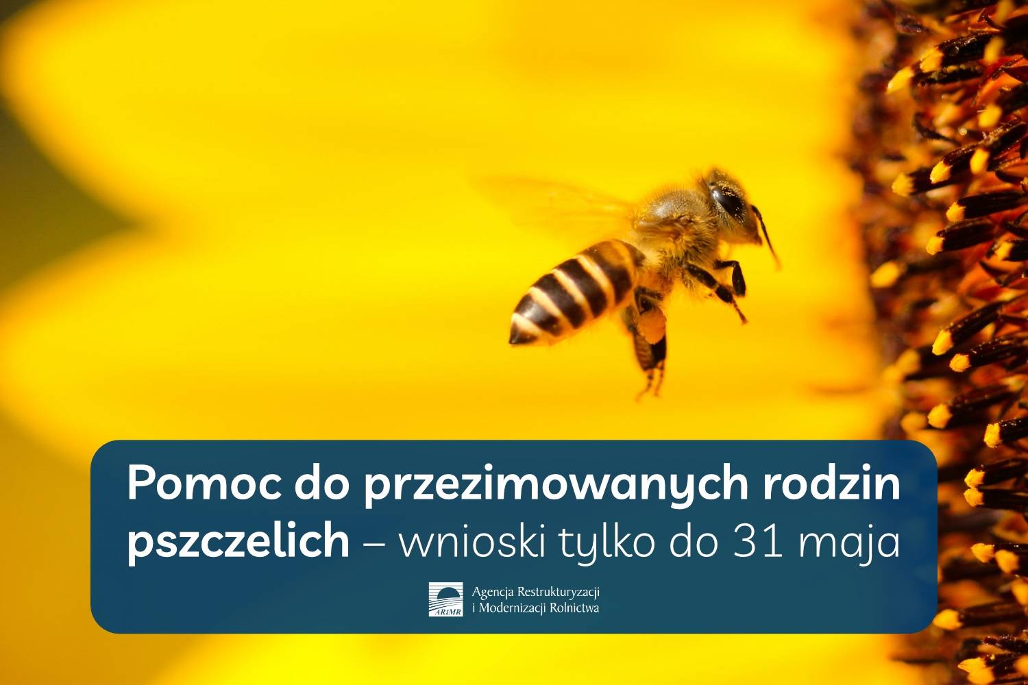 Pomoc do przezimowanych rodzin pszczelich – wnioski tylko do 31 maja