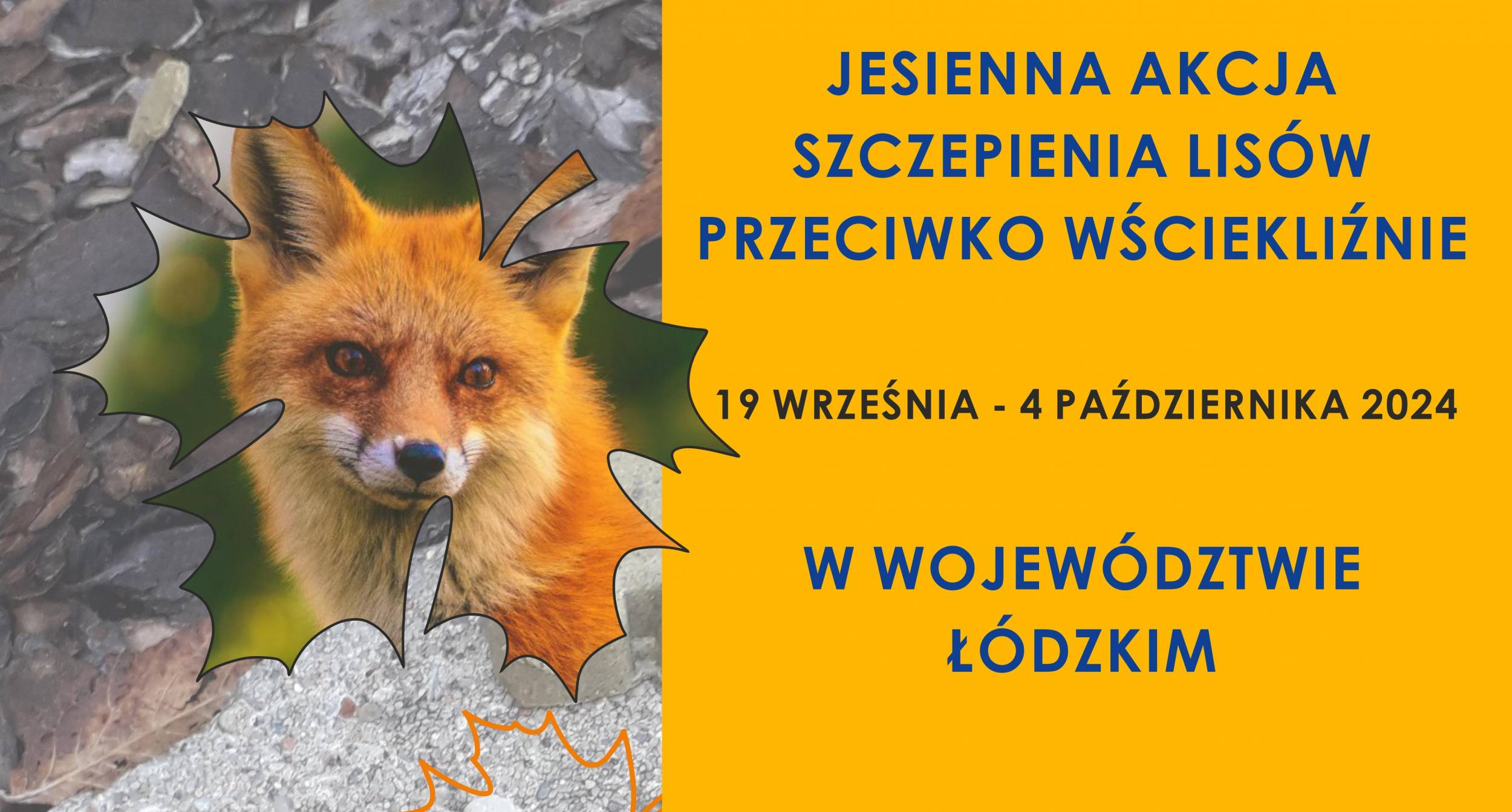 JESIENNA AKCJA SZCZEPIENIA LISÓW PRZECIWKO WŚCIEKLIŹNIE